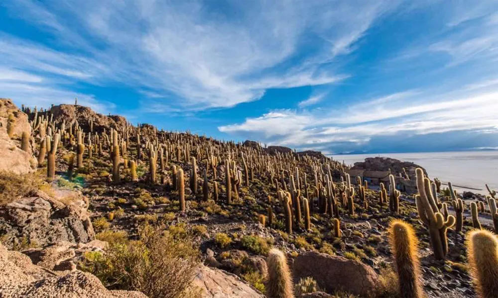 Ilha Incahuasi: A Ilha dos Cactos Gigantes