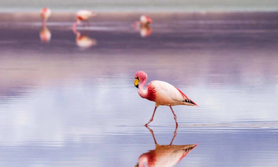 Tour Salar de Uyuni desde Cusco | 3D/2N