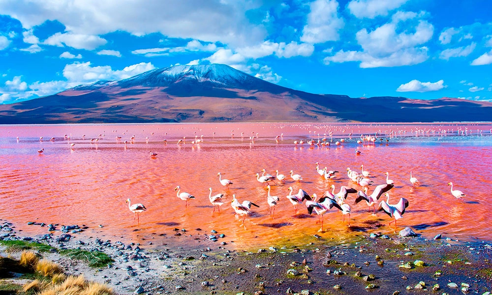 Laguna Colorada: Maravilha Andina