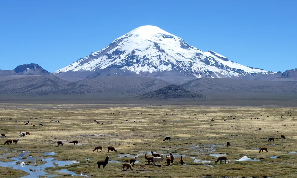 Sajama Mountain: The Sacred Guardian