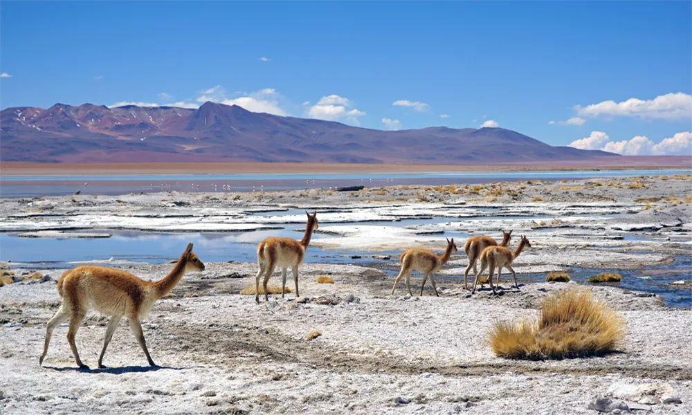 Fauna Andina em Uyuni: Um Ambiente Extremo