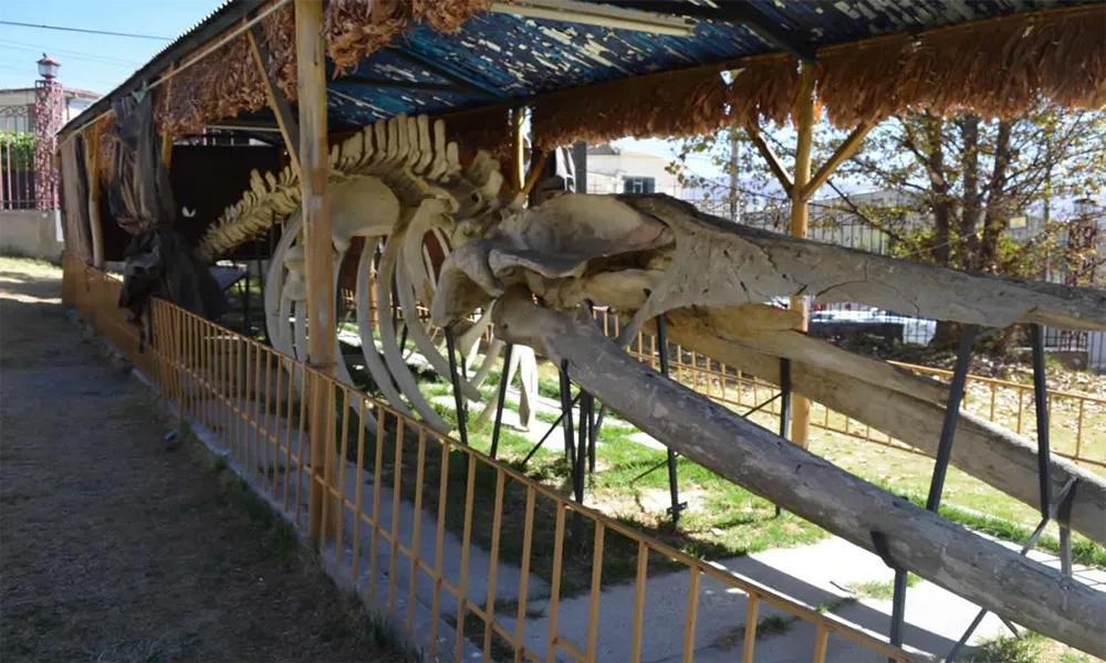 Museo Nacional de Historia Natural de Bolivia: Un Tesoro de Biodiversidad